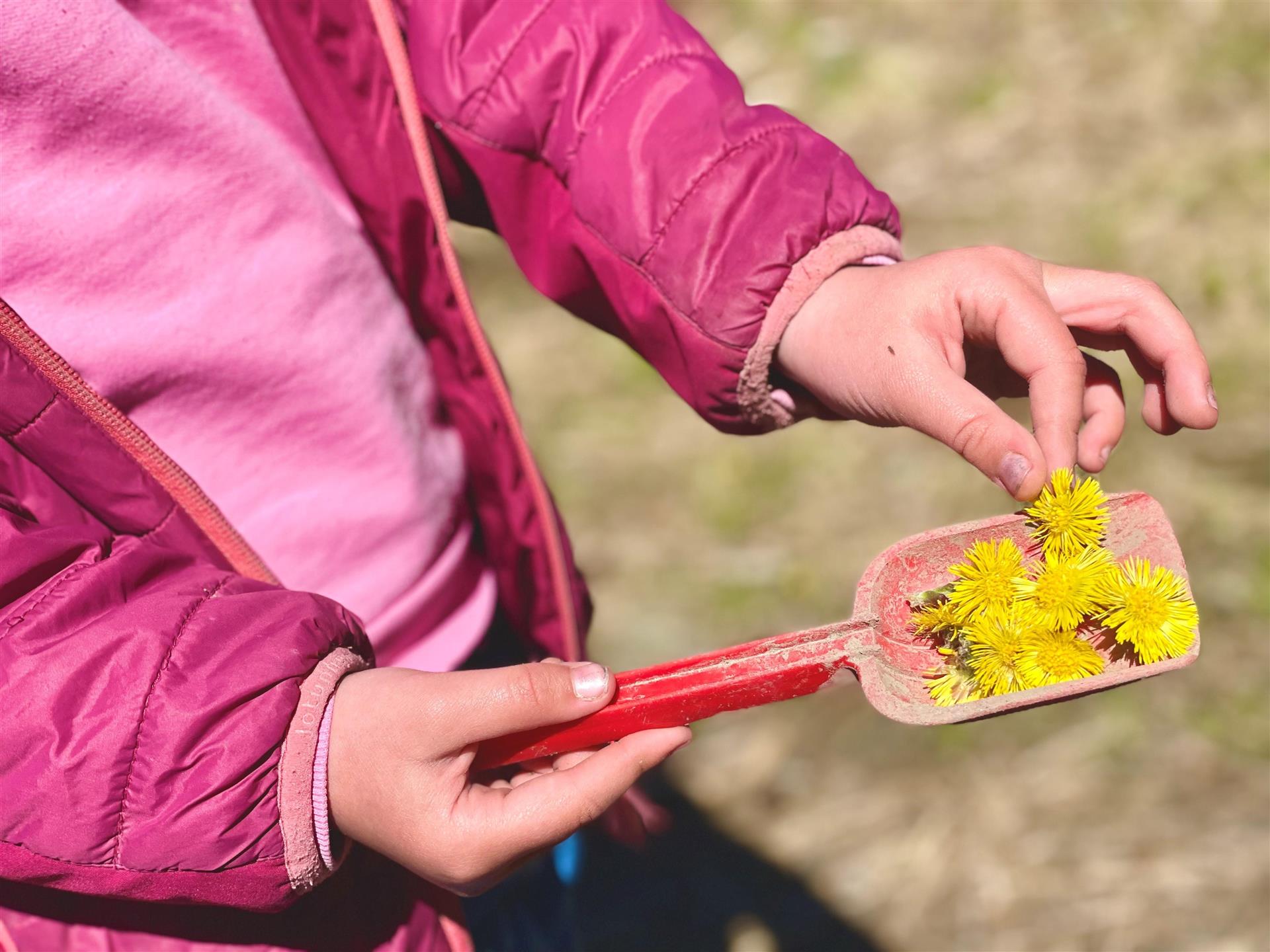 Barnehender som lleger løvetannsblomster på en lekespade
